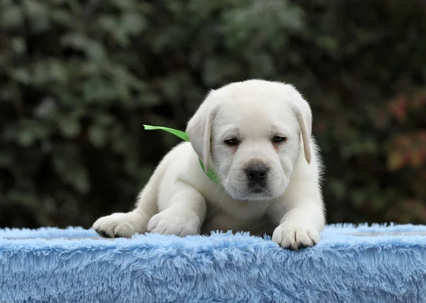 Mavi bir arka plan üzerinde güzel labrador köpek yavrusu — Stok fotoğraf