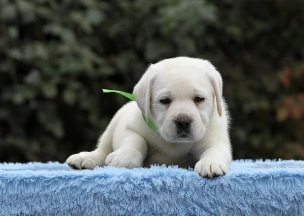 Beau chiot labrador sur fond bleu — Photo