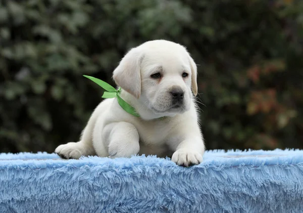 Um bom filhote de cachorro labrador em um fundo azul — Fotografia de Stock