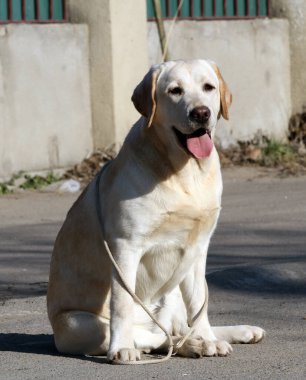 parkta sarı labrador