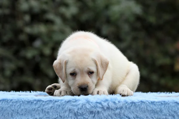 Bom filhote de cachorro labrador em um fundo azul — Fotografia de Stock