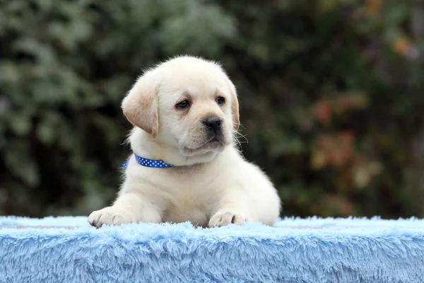 Cachorro labrador sobre fondo azul —  Fotos de Stock