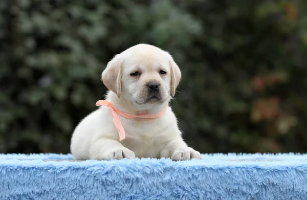 O filhote de cachorro labrador agradável em um fundo azul — Fotografia de Stock