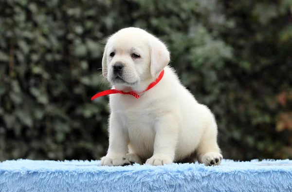 De labrador puppy op een blauwe achtergrond Stockfoto
