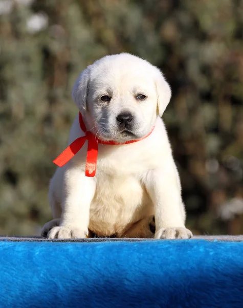 A sweet nice labrador puppy on a blue background Stock Picture