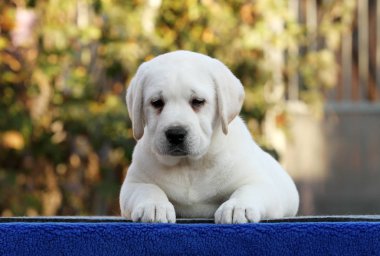 mavi bir arka planda tatlı Labrador köpek yavrusu
