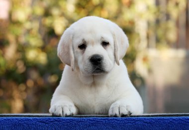 mavi bir arka planda tatlı Labrador köpek yavrusu
