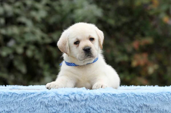 Labrador štěně na modrém pozadí — Stock fotografie