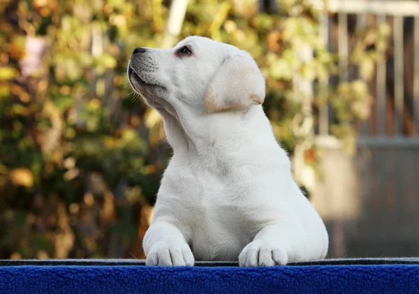Labrador puppy on a blue background — Stock Photo, Image