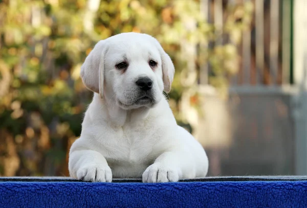 Un perrito labrador dulce sobre un fondo azul — Foto de Stock