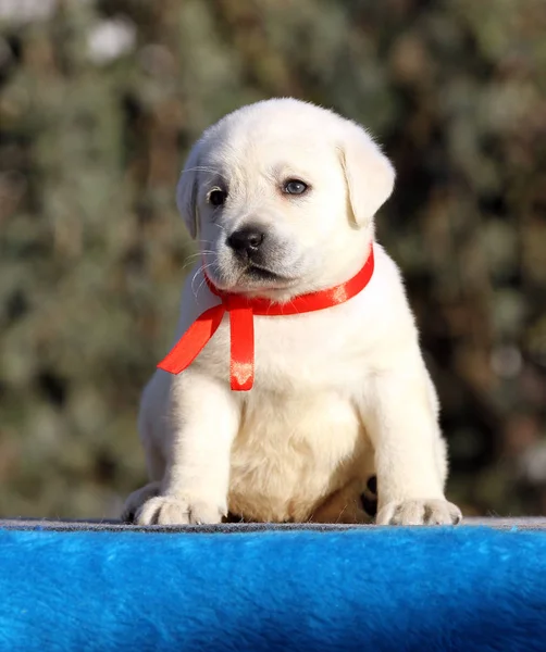 Egy szép édes Labrador kiskutya-ra egy kék háttér — Stock Fotó