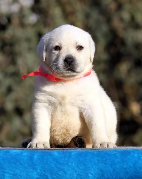 Bonito perrito labrador dulce sobre un fondo azul — Foto de Stock