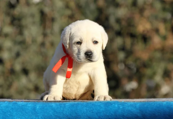 El perrito labrador dulce agradable sobre un fondo azul — Foto de Stock