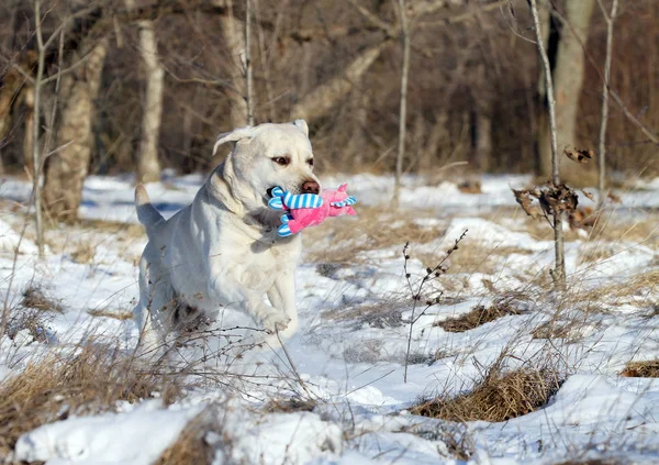 Labrador Jaune Dans Neige Hiver Avec Jouet — Photo