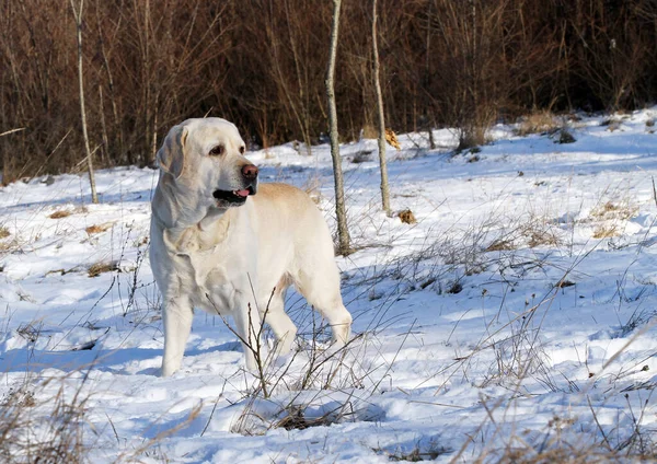 Yellow Labrador Snow Winter — Stock Photo, Image