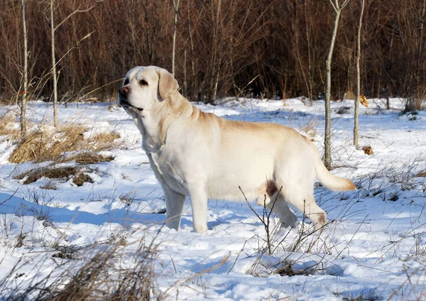 Yellow Labrador Śniegu Zimie — Zdjęcie stockowe