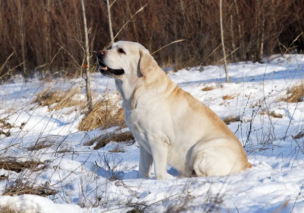 Gele Labrador Sneeuw Winter — Stockfoto