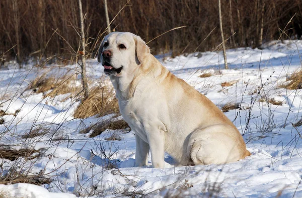 Labrador Amarillo Nieve Retrato Invierno —  Fotos de Stock