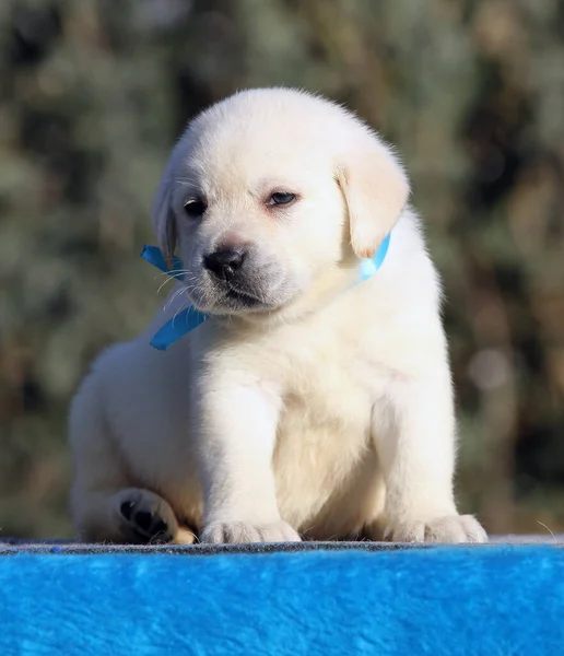 Petit Chiot Labrador Sur Fond Bleu — Photo