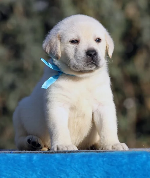 Pequeño Cachorro Labrador Sobre Fondo Azul —  Fotos de Stock