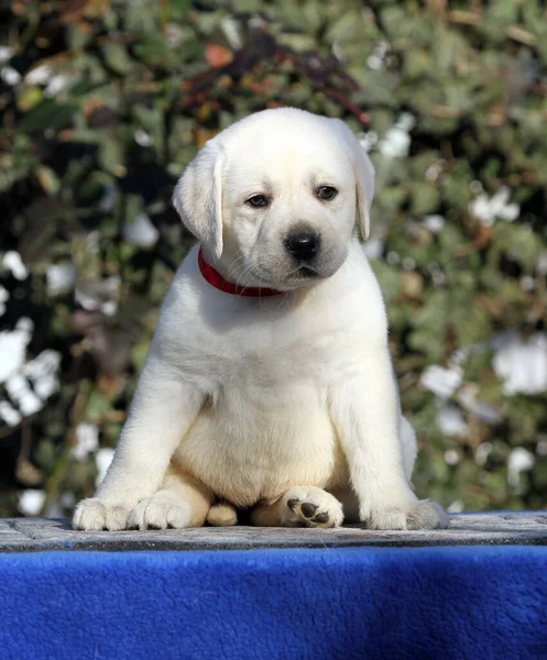 Dolce Piccolo Cucciolo Labrador Uno Sfondo Blu — Foto Stock