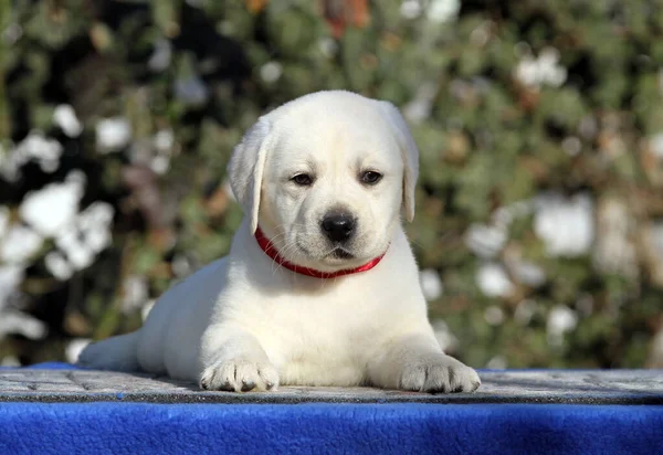 Der Süße Kleine Labrador Welpe Auf Blauem Hintergrund — Stockfoto