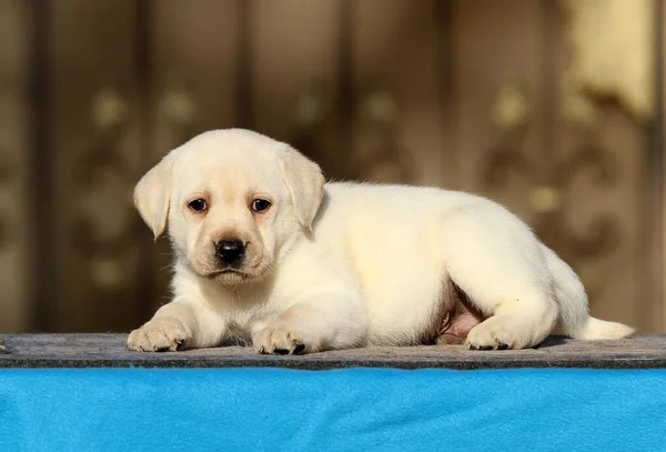 Dolce Piccolo Cucciolo Labrador Uno Sfondo Blu — Foto Stock