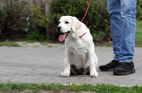 Cachorrinho Labrador Pequeno Doce Fundo Azul — Fotografia de Stock