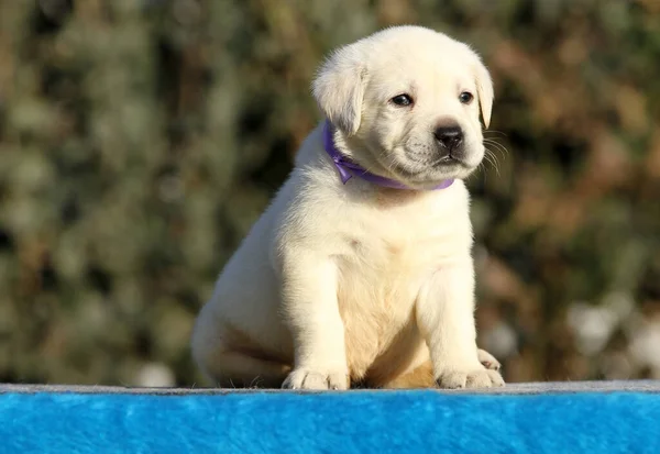 Petit Chiot Labrador Sur Fond Bleu — Photo