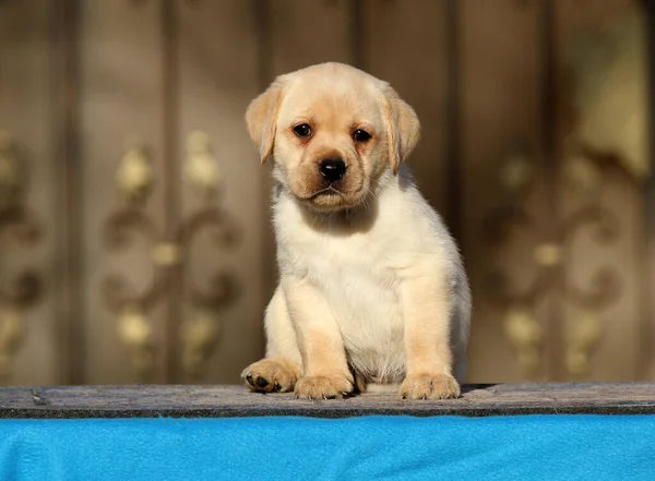 Mavi Arka Planda Küçük Tatlı Bir Labrador Köpeği — Stok fotoğraf