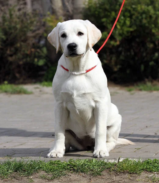 Sød Lille Labrador Hvalp Blå Baggrund - Stock-foto