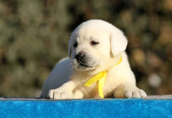 Filhote Cachorro Pequeno Labrador Fundo Azul — Fotografia de Stock