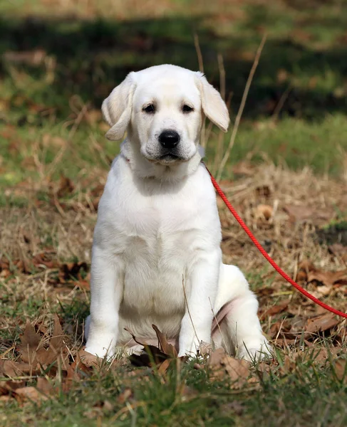 坐在公园里的一只可爱的黄色拉布拉多犬 — 图库照片