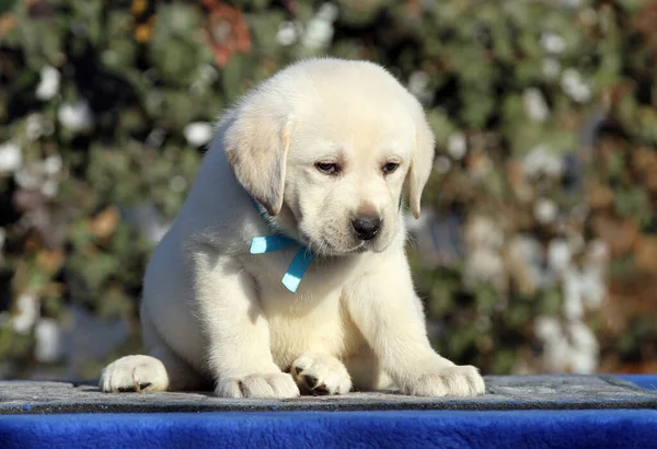 Dulce Perrito Labrador Sobre Fondo Azul — Foto de Stock