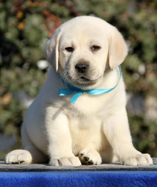 Perrito Labrador Dulce Sobre Fondo Azul —  Fotos de Stock
