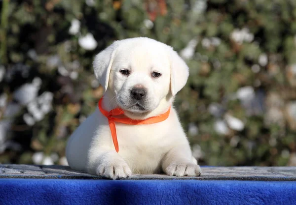 Dulce Perrito Labrador Sobre Fondo Azul — Foto de Stock