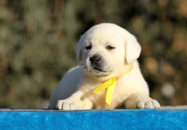 Perrito Labrador Sobre Fondo Azul —  Fotos de Stock