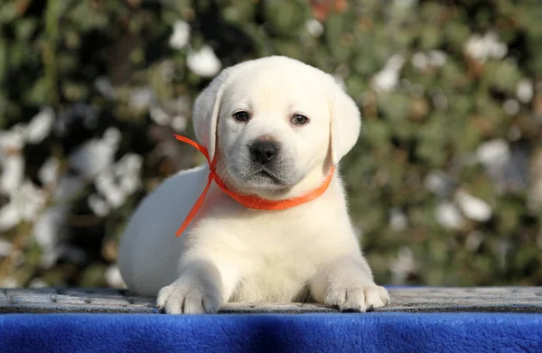 Mavi Arka Planda Küçük Bir Labrador Köpeği — Stok fotoğraf