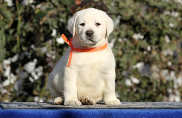 Petit Chiot Labrador Sur Fond Bleu — Photo