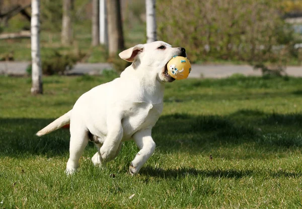 Słodki Żółty Labrador Bawiący Się Parku — Zdjęcie stockowe