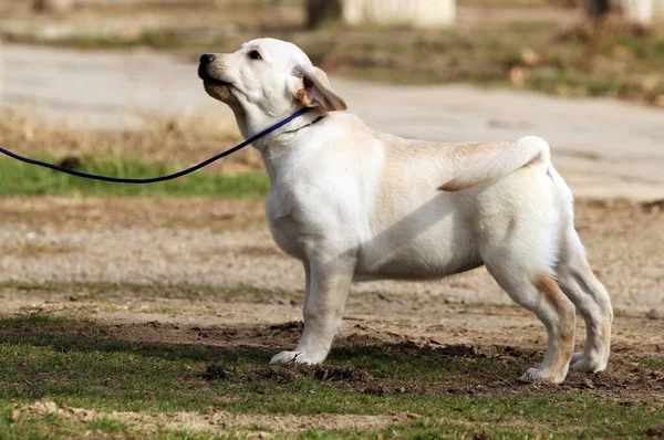 Labrador Jaune Jouant Dans Parc — Photo