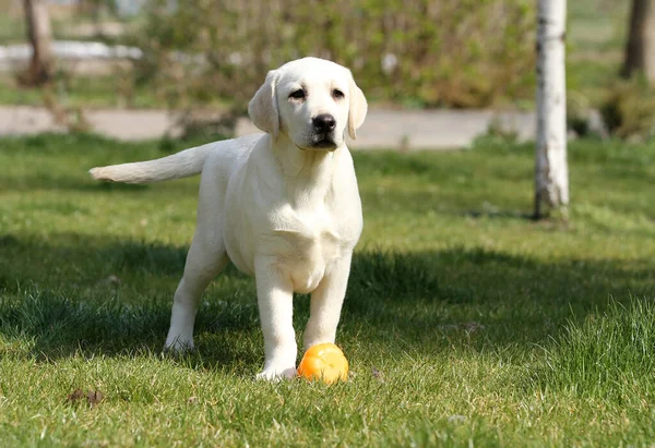 Ein Süßer Gelber Labrador Spielt Park — Stockfoto