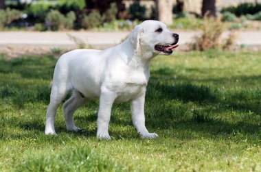 Parkta oynayan sarı labrador.