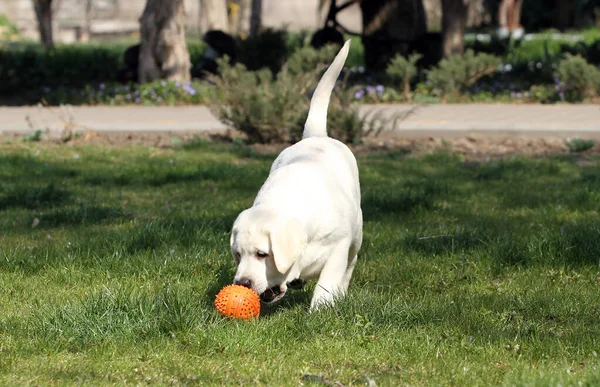 Yellow Labrador Playing Park — Stock Photo, Image