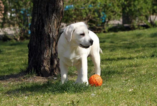 Yellow Labrador Playing Park — Stock Photo, Image