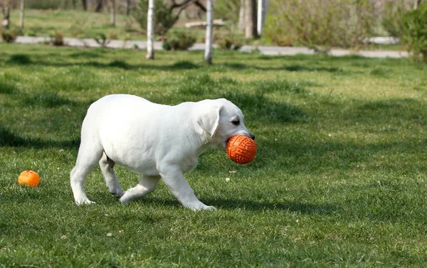 Netter Süßer Gelber Labrador Spielt Park — Stockfoto