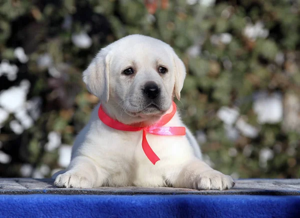 Cachorrito Labrador Sobre Fondo Azul —  Fotos de Stock