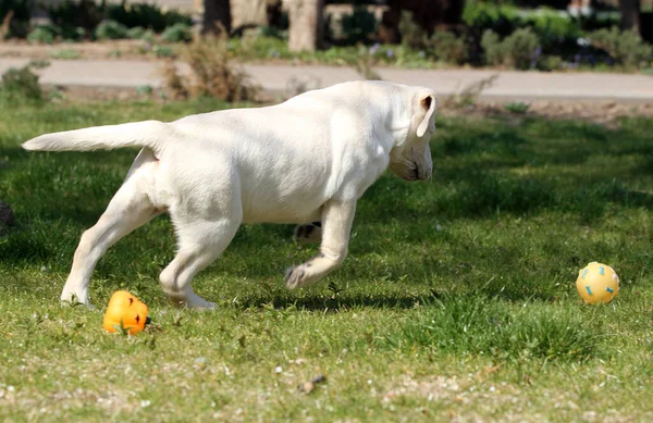 Żółty Labrador Bawiący Się Parku — Zdjęcie stockowe