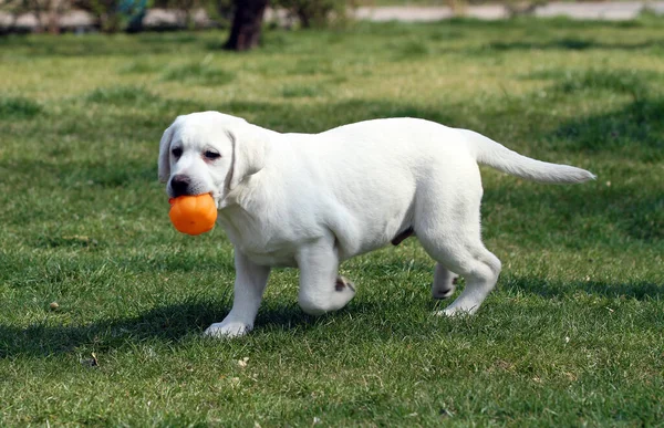 Ładny Słodki Żółty Labrador Gra Parku — Zdjęcie stockowe