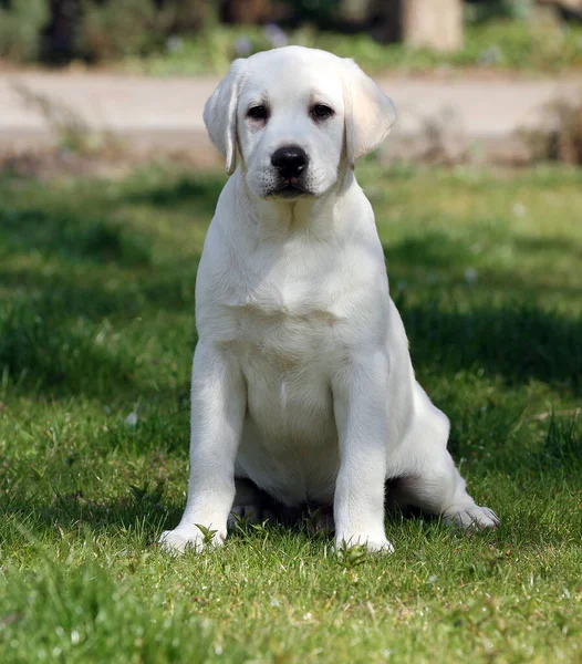 Sárga Labrador Játszik Parkban — Stock Fotó